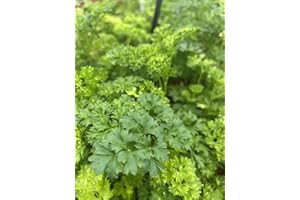 ROOT SOURCE Parsley Curly Herb Plug Plants Grow Your Own Herbs 'Ready to Plant Now' Young Herb Plants (3.)