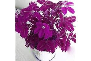 C-LARSS 100Pcs Diverses Graines De Mimosa Pudica De Couleur, Jardin Bonsaï Pot Plantes Décor À La Maison Rose rouge Mimosa Pudica #