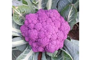 EYSII Graines de chou-fleur pourpre 100+ brocoli biologique sans OGM herbes vertes pour la maison jardin extérieur cour ferme plantation