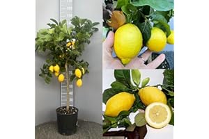 SAVINI VIVAI L'ARTE DI FARE NATURA SAVINI VIVAI Pianta di Limone Albero Agrumi Carrubaro Limone ((vaso 28 CM) Altezza 110-130 CM)