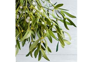 PFLANZEN KÖLLE Mistelkrone natur groß - ca. 45/65 cm - kugelige Weihnachtspflanze - wird traditionellerweise als Türschmuck verwendet - gilt als Liebes-, Glücks- und Schutzsymbol