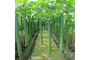 ZHOUBAA Semi per piantare, 100 pezzi, semi di luffa, non OGM, facili da piantare freschi e belli semi di verdure per interni ed esterni per la casa - seme