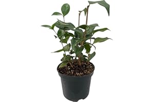 GREEN BOUTIQ GreenboutiQ - Arbustes - Camelia japonica Tricolour - Fleurs Roses, Blanches et Rouges - 3 Plantes - 1 m2 - Persistant - Pot 15cm Hauteur 30cm