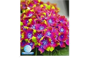 BALDUR GARTEN Baldur Garden Outdoors Hydrangea 'Saxon® Schloss Wackerbarth' Purple Blossom Hydrangea Macrophylla