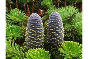 GREEN FUTURE PFLANZENHANDEL Koreatanne Abies koreana Pflanze 15-20cm Korea-Tanne Tanne Rarität