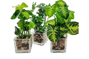 Aisamco Set di 3 Piante Artificiali Piante da Tavolo Verdi Finte con Vasi di Vetro Trasparente Piante di Seta in Vaso di Vetro Piante in Vaso Verdi Finte per Decorazione