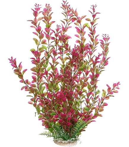 thumbnail image 2 of Rotala Rotundifolia Green – Aqua Green Tunisia 2 of 14