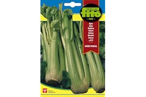 Semillas Fitó 9 - Semillas de Apio Verde Pascal
