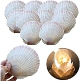 10 Pieces Seashell Decoration - Shells 9-11 cm | for Crafts and DIY, Scallop, Natural, Large, White, 10 Piece