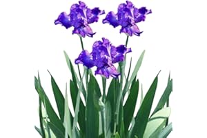 Saterkali Semi di iris, 200 pezzi/borsa Semi di iris Facile da piantare Intensa fragranza di iris Colture Piante da giardino Semi per cortile 2 Semi di iris germanica