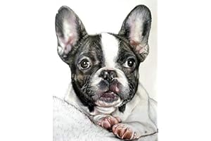 YSCOLOR Diamond Painting 5D Diamant Peinture Kits Pour Enfants Perceuse Ronde Bouledogue Français Kits Pour Adulte Strass Broderie Diy Maison Salon Décoration Murale 30x40cm