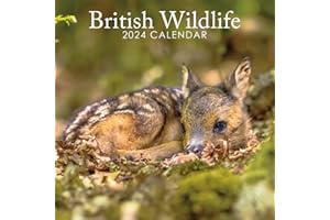 ROCHLI 2024 British Wildlife, Animals and Nature 12" x 12" Square Hanging Wall Calendar with Stunning Photography. No Plastic. Daily, Weekly, Monthly 12 Month Family Planner, Organiser, Calendar