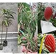 Eroanvia Combo 2 Japanese Miyazaki Mango Plant Original ((Plant height 1.5-2.5 Feet) Fruit After 2.5-3 Years) Type Taiyo No Tamago Eggs Of Sun Fresh Exotic Grafted Mango Tree For Your Home Garden