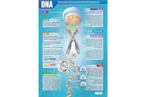 DNA | Science Posters | Gloss Paper measuring 850mm x 594mm (A1) | Science Charts for the Classroom | Education Charts by Daydream Education