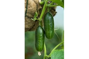 JUSTSEED Vegetables - Cucumber - Mini Munch F1-5 Seed