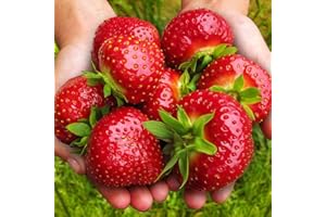 ZIELONYOGROD Fraisiers 'Polka' extrêmement sucrés et gros fruits à partir de mars - coffret de 10 plants FRAISES - Vivace, super fruit pour le jardin