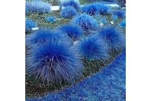 Haloppe 1000 Pz Semi di Piante di Citronella Blu per la Piantagione del Giardino di Casa, Cymbopogon Flexuosus Pianta Giardino Balcone Decor Semi Di Citronella