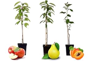 Plant in a Box - Malus Braeburn, Pyrus 'Doyenne du Comice', Prunus 'Americana' - Mélange de 3 - Pot 9cm - Hauteur 60-70cm