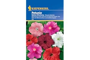Kiepenkerl Petuniensamen Balkon-Mischung 823 für 40 Pflanzen • Blühfreudige Mischung • Wuchshöhe 30-40 cm • Bestechend schön mit leuchtenden Farben • Blumensamen Balkon