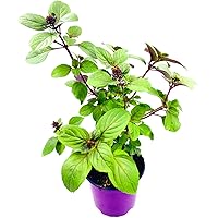 Strauchbasilikum African Blue Ocimum kiliman.x basilicum 2er Set