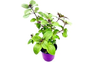 Kräuterpflanze FLORAPARTNER Strauchbasilikum African Blue Ocimum kiliman.x basilicum 2er Set