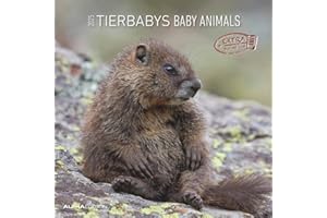 ALPHA EDITION Baby Animals 2025 CALENDARIO DA PARETE 30X30 CM