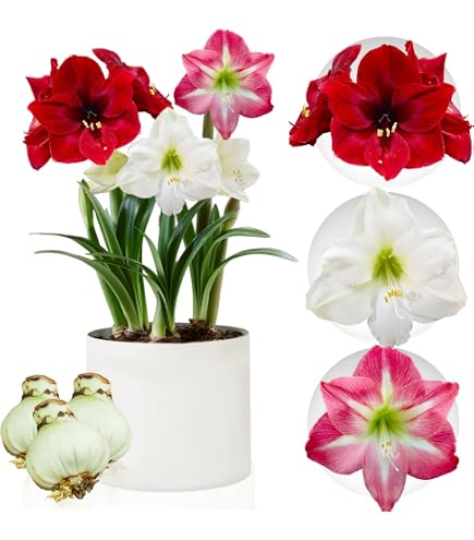 Bulbe D'Amaryllis Papilio - Format 20/22 - Véritable Hippeastrum - Plante à Fleur Des Pays-Bas Pour Intérieur - 3