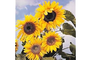 THOMPSON & MORGAN Sunflower 'Russian Giant' Seeds Plant Hardy Annual Summer Yellow Flowers Garden Plants Seeds Sun Flower Plants 1 Packet of 25 Seeds by Thompson and Morgan