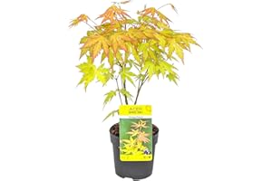 Bloomique - Acer Palmatum Orange Dream - Japanischer Ahorn - Orangefarbenes Laub - Gartenpflanzen - Winterhart - 20-30 cm Hoch - Topf 10,5 cm