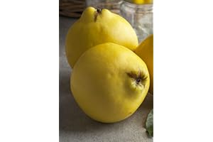 Albero di Cotogno Albero di Cydonia Oblonga pianta di mela cotogna Età 2 anni già innestato pianta in vaso pianta vera di cotogno venduta da eGarden.store (Mela Cotogna)