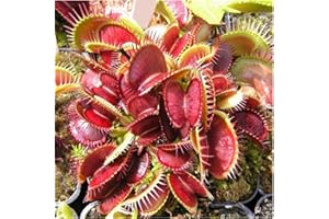 FJRONLINE 500 Capsules Venus Fly Trap Plant Seeds High Germination Rate Exotic Insectivorous Plant Seeds