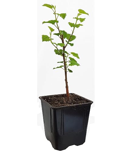 Seedeo Weier Maulbeerbaum (Morus alba) Bonsai 200 Samen : Amazon.de:  Garten