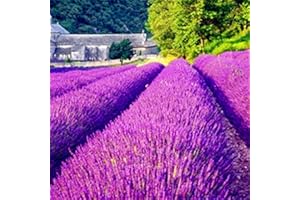 Saterkali Semi di lavanda, 400 Pz/borsa Semi di lavanda Decorativo fai-da-te Facile da coltivare Semi di fiori aromatici di lavanda di colore misto per esterni Semi Di Lavanda Di Colore Misto