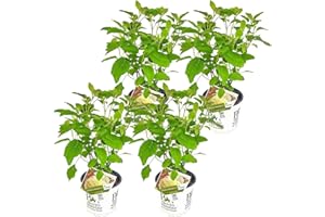 Bloomique - 4er-Set - Hydrangea Strong Annabelle - Hortensie - Weiß - Gartenpflanzen - Winterhart - 40-50 cm Hoch - Topf 19 cm