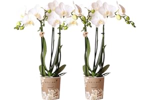 Kolibri Orchids | COMBI DEAL von 2 weißen Phalaenopsis Orchideen - Amabilis - Topfgröße Ø9cm | blühende Zimmerpflanze - frisch vom Züchter