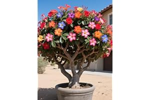 Vnuhgzs Tubérculos de Rosa del Desierto/Rosa del Desierto perenne y Resistente/Decoración de jardín/Tolerante a la sequía-1 Rizoma-A