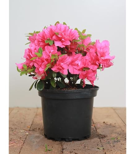 Hochstamm Rhododendron Clivia 80-100cm - Rhododendron williamsianum -  lebende Gartenpflanze aus den Baumschulen : Amazon.de: Garten