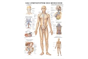 ‎SPORT-TEC Rüdiger Das Lymphsystem Lehrtafel Anatomie 100x70 cm medizinische Lehrmittel