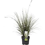 Carex brunnea"Variegata" | Garten Segge | Carex Gräser | Ziergras Winterhart Mehrjährig | Höhe 30-60 cm | Topf-Ø 14 cm