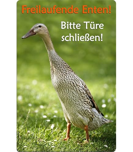 Nanyuk Warnschild „Grüner Leguan“ – Alu-Schild 30,5x20 Cm (A4), 0,5 Mm Stark, Für Tür Oder Gehege