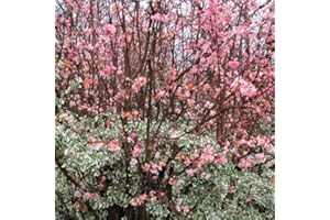 GardenersDream Viburnum Bodnantense Dawn Plant - Outdoor Garden Ready Hardy Plant - Beautiful Flowering Deciduous Shrub - Outdoor Plants for Gardens (9cm Pot, 15-25cm)