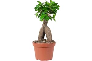 BLOOMIQUE Ficus microcarpa 'Ginseng' – Bonsai – Zimmerpflanze – ⌀15 cm - 25-35 cm