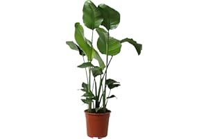 Planta de interior de Botanicly – Ave del Paraíso – Altura: 90 cm – Strelitzia Augusta