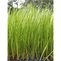 Acorus Calamus (Kalmus) – Winterharte, Heimische Teichpflanze Im 9x9 Cm Topf, Klärpflanze Für Den Gartenteich