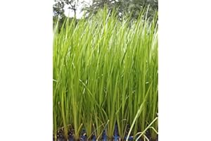 WASSERPFLANZEN WOLFF - Acorus calamus - Kalmus - heimisch - winterhart - QUALITÄTSSTAUDE durchwurzelt im 9x9 cm Topf