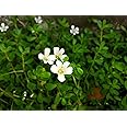 Gachwala Brahmi Herbal & Medicinal Plant Live (12-18 Strings) | Bacopa Monnieri | Brammi Ayurvedic Plant | Brambhi Non-Aromatic Herb Plant