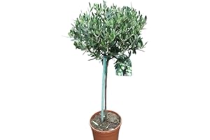 OLIVE GROVE Olea Europaea- Olive Trees - Half Standards - Established Plants Approx 50cm Tall