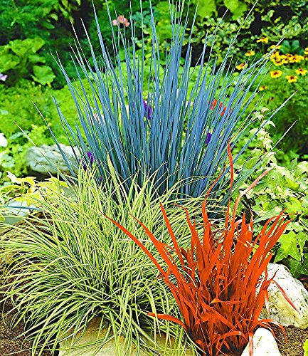 BALDUR-Garten Ziergras Farb-Mischung, 3 Pflanzen Imperata cylindica, Festuca glauca, Carex ashimens - 2