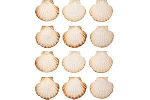 Finoly Large Natural Shells Pack 4/8/12/16 Pieces for Kitchen Decoration Craft