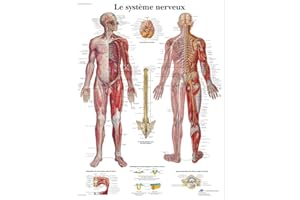 3B Scientific Modèle Anatomique Système Nerveux